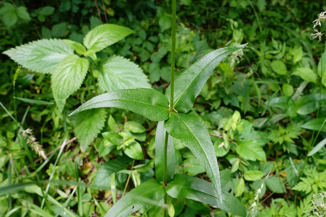 Penstemon digitalis - leaves