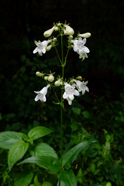 Penstemon digitalis - plant