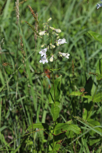 Penstemon digitalis - plant