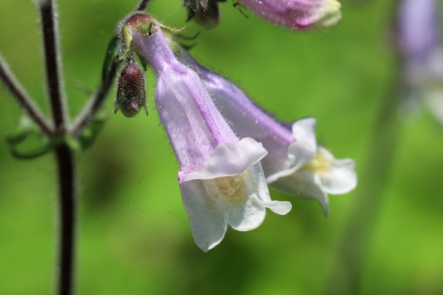 Penstemon hirsutus