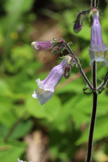 Penstemon hirsutus