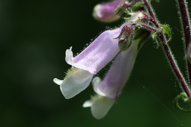 Penstemon hirsutus