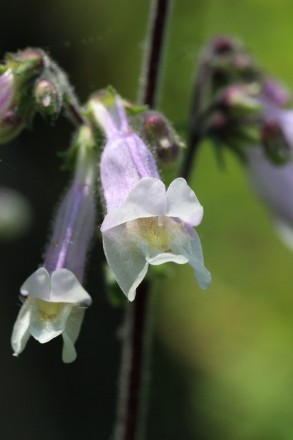 Penstemon hirsutus