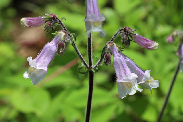 Penstemon hirsutus