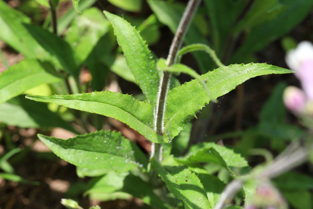 Penstemon hirsutus - leaves