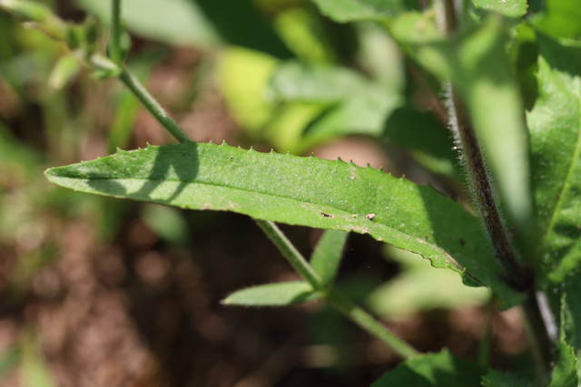 Penstemon hirsutus - leaves