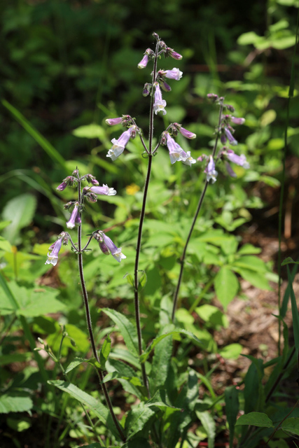 Penstemon hirsutus - plants