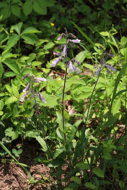 Penstemon hirsutus - plants