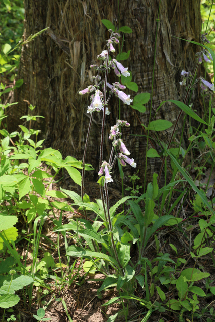 Penstemon hirsutus - plants