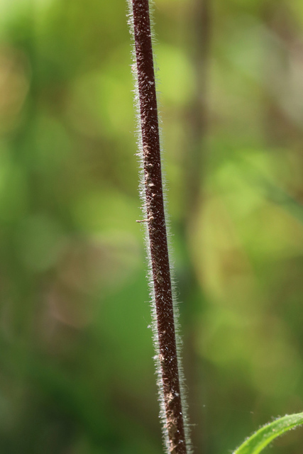 Penstemon hirsutus - stem