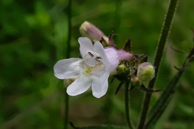 Penstemon laevigatus