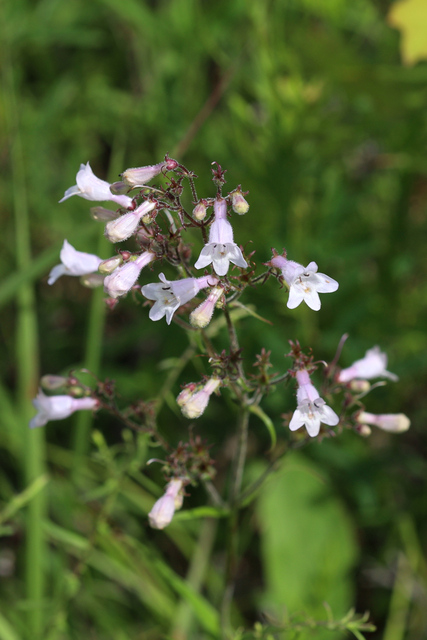 Penstemon laevigatus