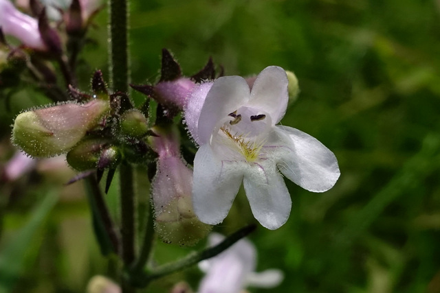 Penstemon laevigatus