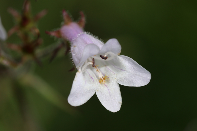 Penstemon laevigatus