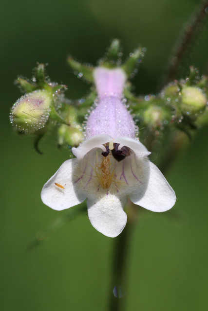 Penstemon laevigatus