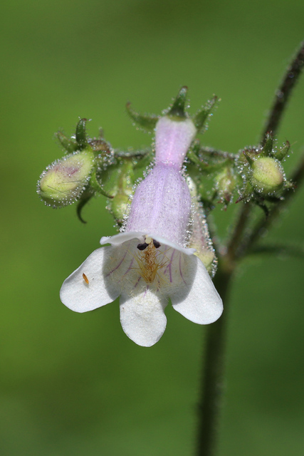 Penstemon laevigatus