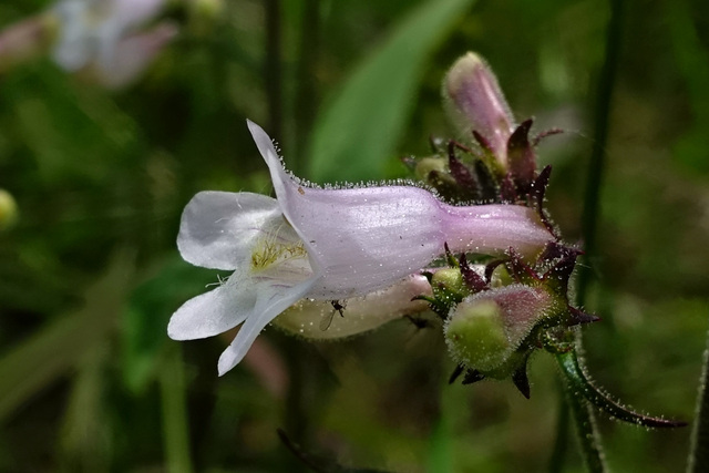 Penstemon laevigatus