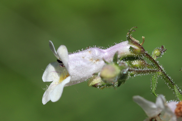 Penstemon laevigatus