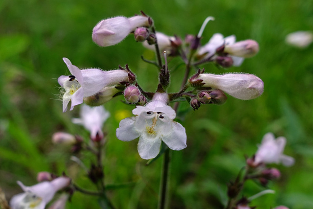 Penstemon laevigatus