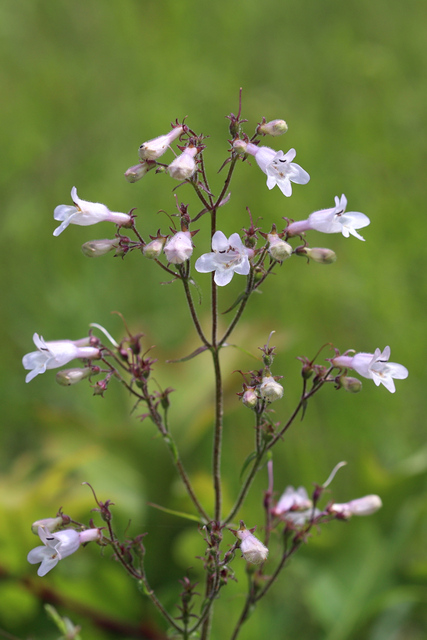 Penstemon laevigatus