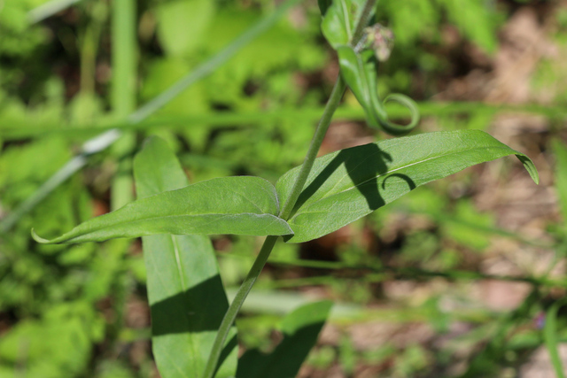 Penstemon laevigatus - leaves