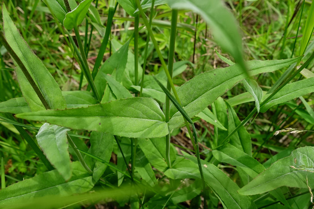 Penstemon laevigatus - leaves