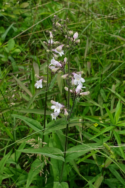 Penstemon laevigatus - plant