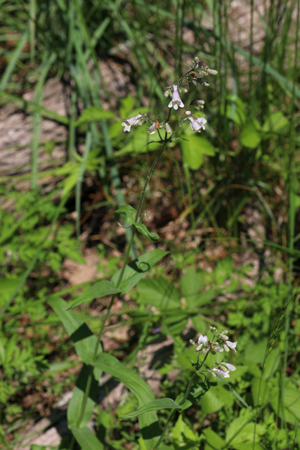 Penstemon laevigatus - plant