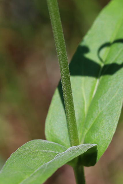 Penstemon laevigatus - stem