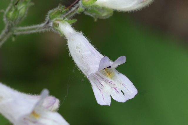 Penstemon pallidus