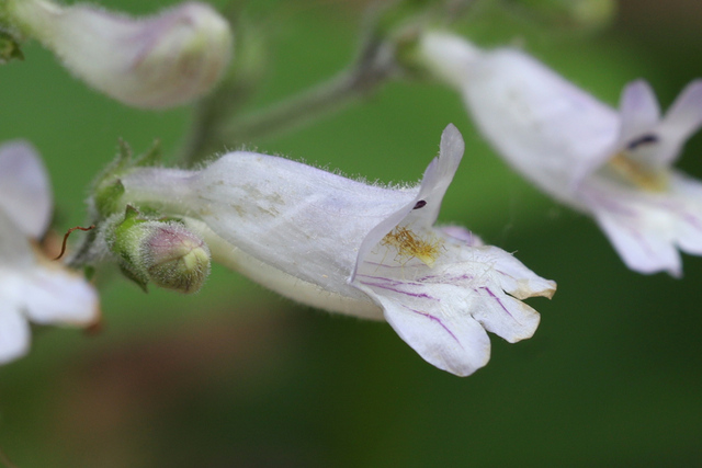 Penstemon pallidus