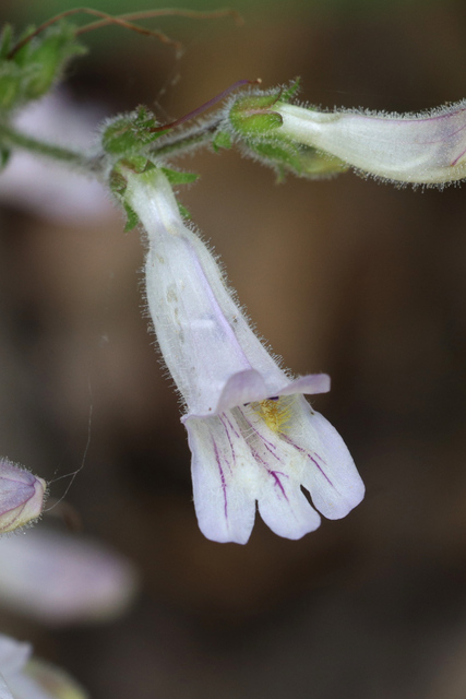 Penstemon pallidus