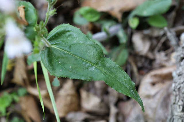Penstemon pallidus - leaves