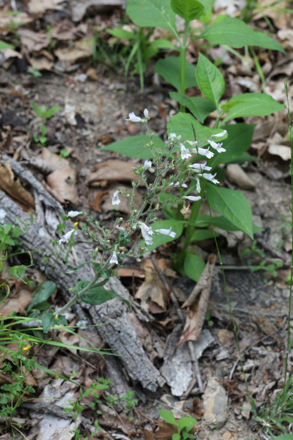 Penstemon pallidus - plant