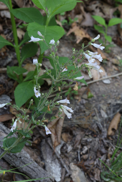 Penstemon pallidus - plant