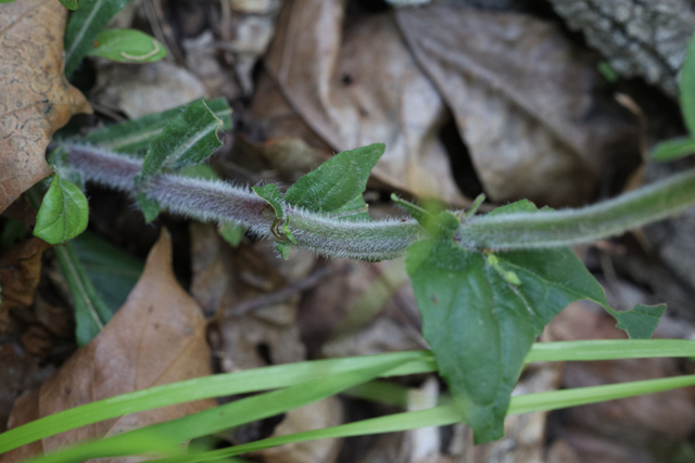 Penstemon pallidus - stem