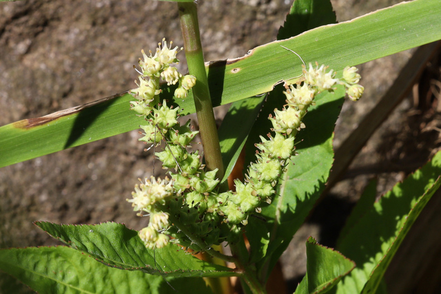 Penthorum sedoides