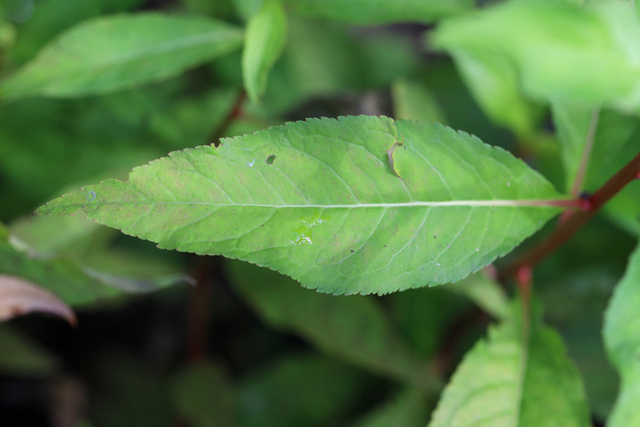 Penthorum sedoides - leaves