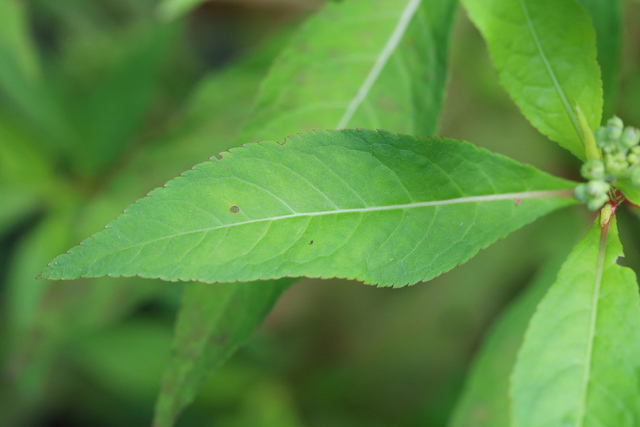 Penthorum sedoides - leaves