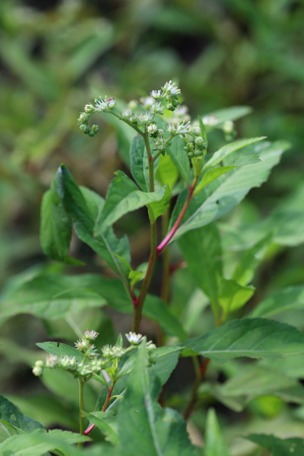 Penthorum sedoides - plant
