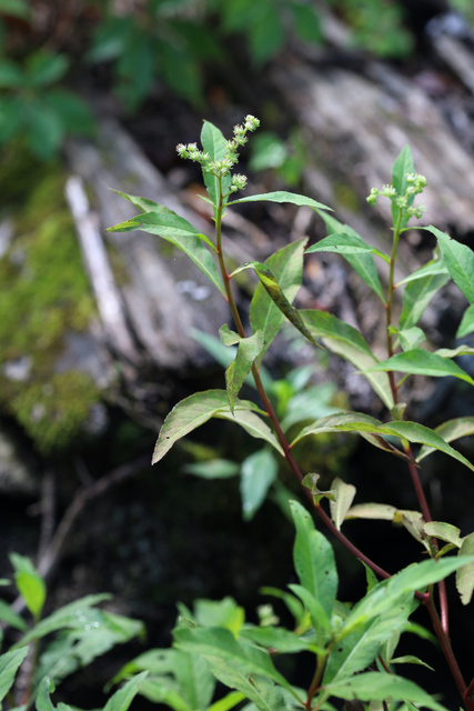 Penthorum sedoides - plant