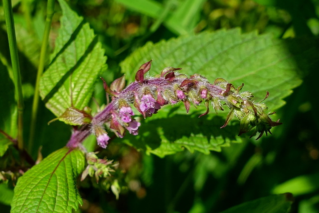 Perilla frutescens