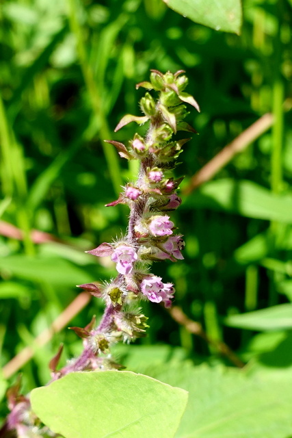 Perilla frutescens