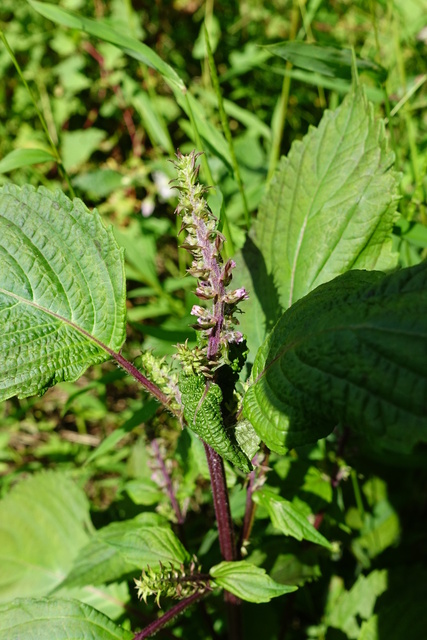 Perilla frutescens