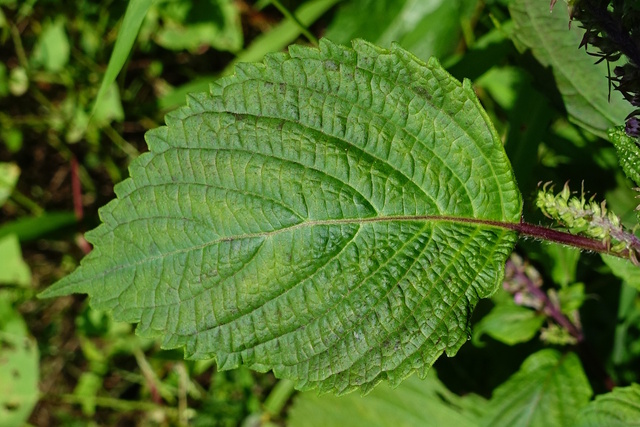 Perilla frutescens - leaves