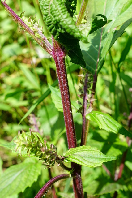 Perilla frutescens - stem