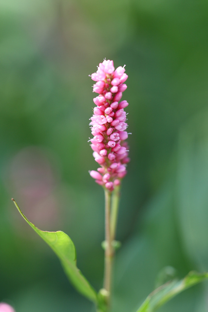 Persicaria amphibia
