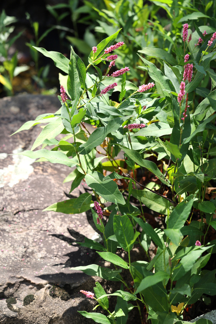 Persicaria amphibia - plants