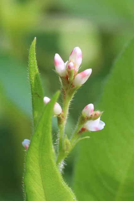 Persicaria arifolia