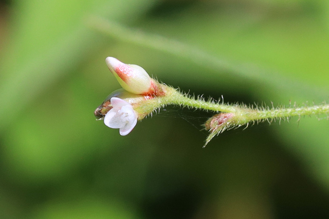 Persicaria arifolia